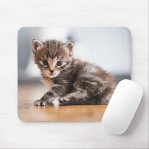 Cutest Baby djur Tiny Tabby Kitten Musmatta