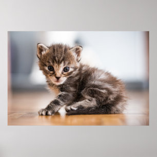 Cutest Baby djur Tiny Tabby Kitten Poster