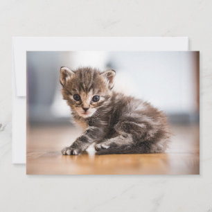 Cutest Baby djur Tiny Tabby Kitten Tack Kort