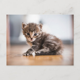 Cutest Baby djur Tiny Tabby Kitten Vykort