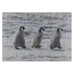 Cutest Baby djur Tre Chickar av kejsar Penguin