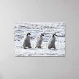 Cutest Baby djur Tre Chickar av kejsar Penguin Canvastryck