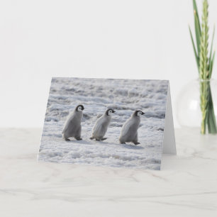 Cutest Baby djur Tre Chickar av kejsar Penguin Kort