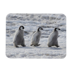 Cutest Baby djur Tre Chickar av kejsar Penguin Magnet