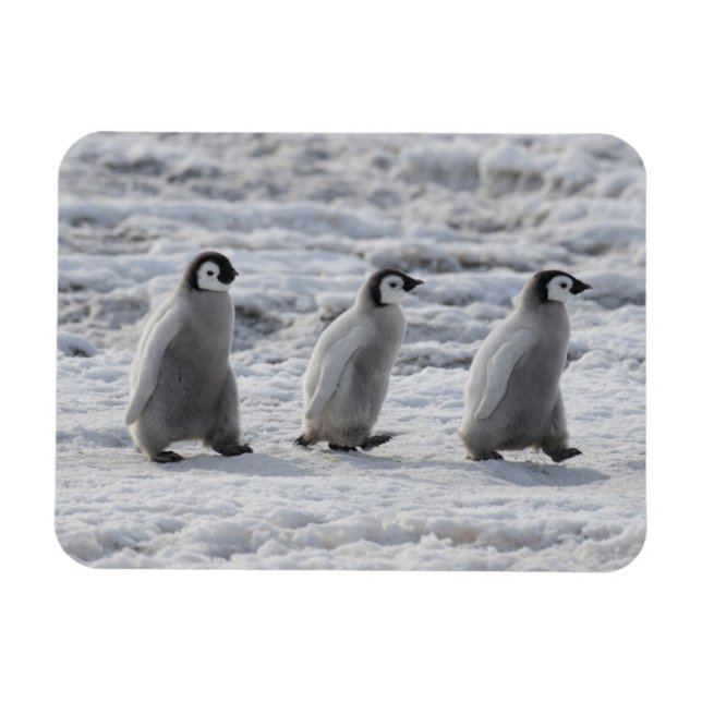 Cutest Baby djur | Tre Chickar av kejsar Penguin Magnet (Horisontell)