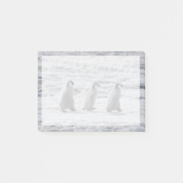 Cutest Baby djur | Tre Chickar av kejsar Penguin Post-it Block (Framsida)