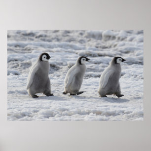 Cutest Baby djur Tre Chickar av kejsar Penguin Poster
