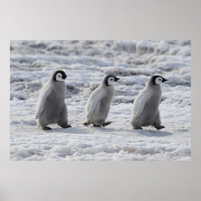 Cutest Baby djur | Tre Chickar av kejsar Penguin Poster (Framsidan)
