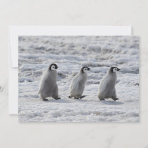 Cutest Baby djur Tre Chickar av kejsar Penguin Tack Kort