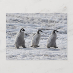 Cutest Baby djur Tre Chickar av kejsar Penguin Vykort