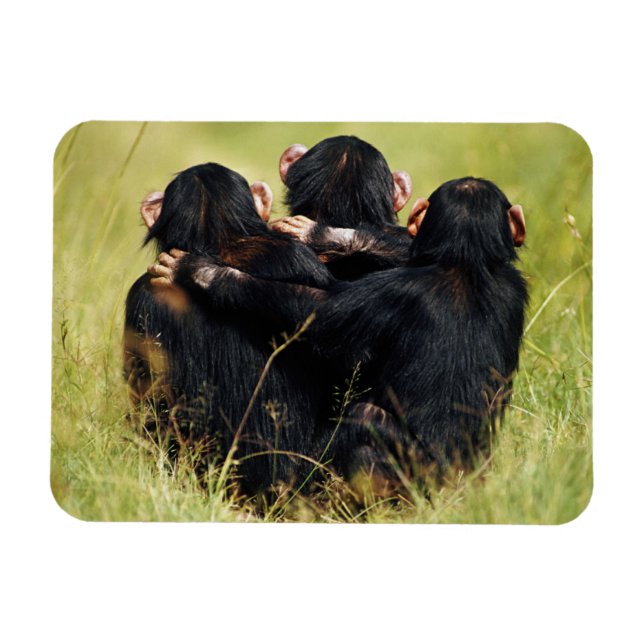 Cutest Baby djur | Tre schimpanzeer Hugger Magnet (Horisontell)