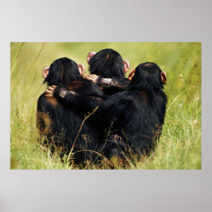 Cutest Baby djur Tre schimpanzeer Hugger Poster