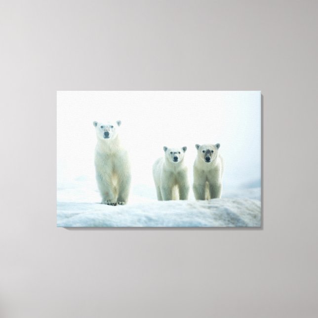 Cutest Baby djur | Tre unga Polar Canvastryck (Framsida)