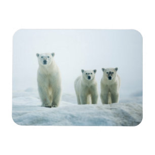 Cutest Baby djur Tre unga Polar Magnet