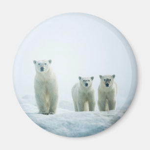 Cutest Baby djur Tre unga Polar Magnet