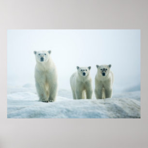 Cutest Baby djur   Tre unga Polar Poster