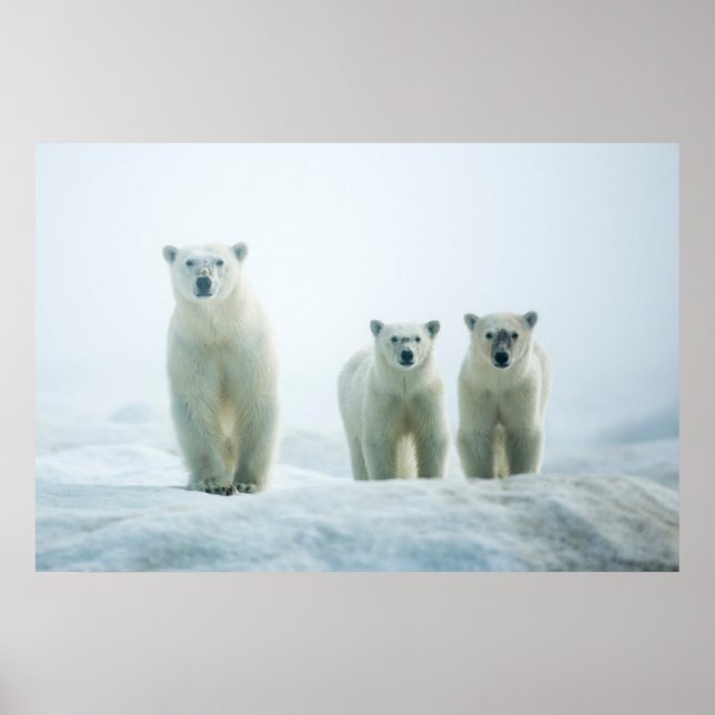 Cutest Baby djur | Tre unga Polar Poster (Framsidan)