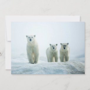 Cutest Baby djur Tre unga Polar Tack Kort