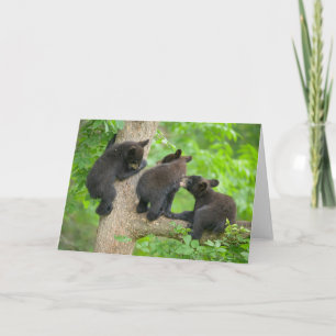 Cutest Baby djur Tre Young Black Bear Unge Kort
