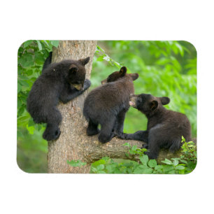 Cutest Baby djur Tre Young Black Bear Unge Magnet