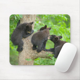Cutest Baby djur Tre Young Black Bear Unge Musmatta