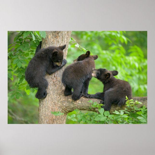 Cutest Baby djur | Tre Young Black Bear Unge Poster (Framsidan)