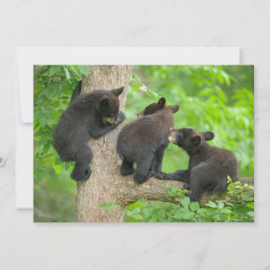 Cutest Baby djur Tre Young Black Bear Unge Tack Kort