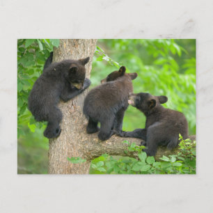 Cutest Baby djur Tre Young Black Bear Unge Vykort
