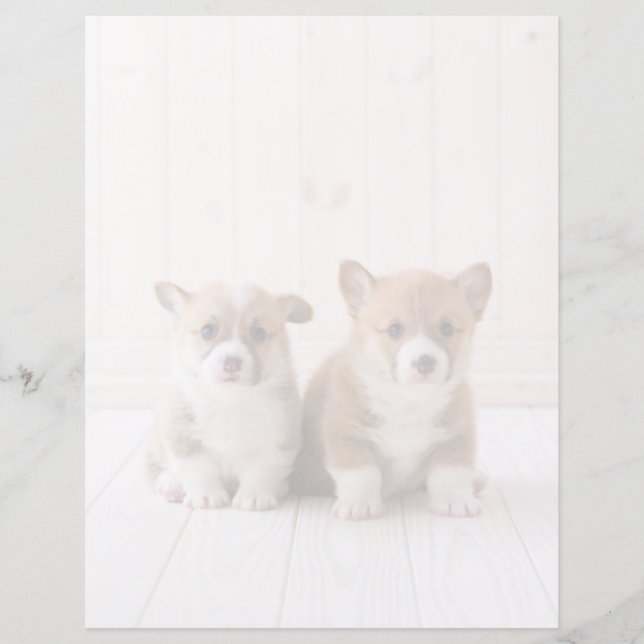 Cutest Baby djur | Två Baby Corgis Sitta (Framsida)