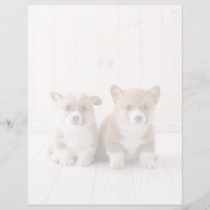 Cutest Baby djur Två Baby Corgis Sitta