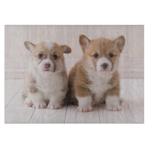 Cutest Baby djur Två Baby Corgis Sitta