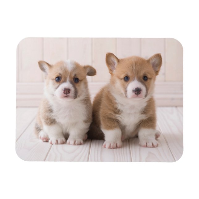 Cutest Baby djur | Två Baby Corgis Sitta Magnet (Horisontell)