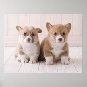 Cutest Baby djur   Två Baby Corgis Sitta Poster