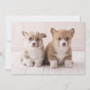 Cutest Baby djur Två Baby Corgis Sitta Tack Kort