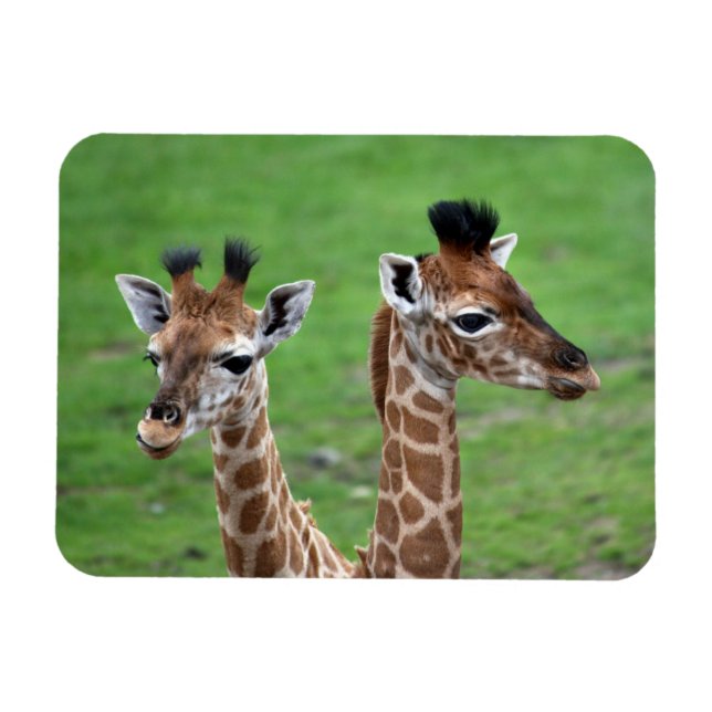 Cutest Baby djur | Två Baby Giraffes Magnet (Horisontell)