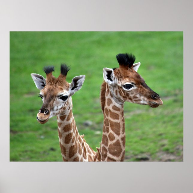 Cutest Baby djur | Två Baby Giraffes Poster (Framsidan)