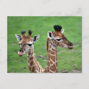 Cutest Baby djur   Två Baby Giraffes Vykort