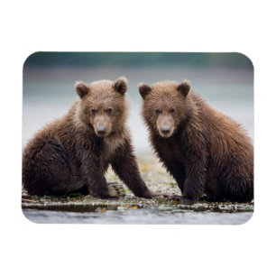 Cutest Baby djur Två björnar Unge Magnet