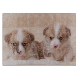 Cutest Baby djur Två Corgi-valpar