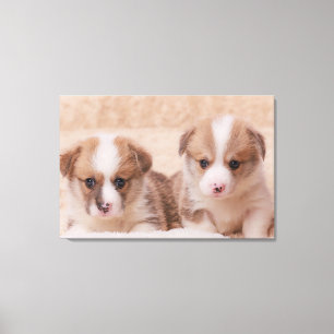Cutest Baby djur   Två Corgi-valpar Canvastryck