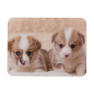 Cutest Baby djur   Två Corgi-valpar Magnet
