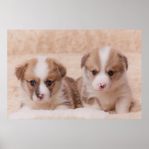 Cutest Baby djur Två Corgi-valpar Poster