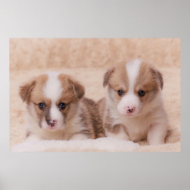 Cutest Baby djur | Två Corgi-valpar Poster (Framsidan)