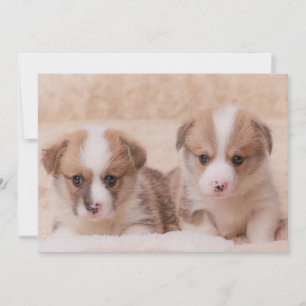 Cutest Baby djur   Två Corgi-valpar Tack Kort
