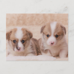 Cutest Baby djur   Två Corgi-valpar Vykort