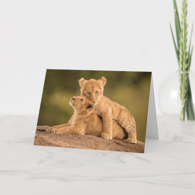 Cutest Baby djur | Två Lejona Ungar Kort (Framsida)