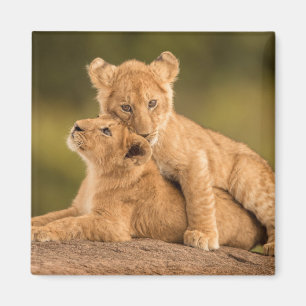 Cutest Baby djur Två Lejona Ungar Magnet