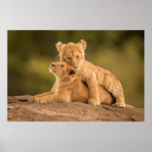 Cutest Baby djur Två Lejona Ungar Poster