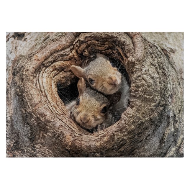 Cutest Baby djur | Två unga ekorrar (Framsidan)