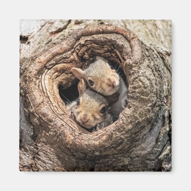 Cutest Baby djur | Två unga ekorrar Magnet (Framsidan)